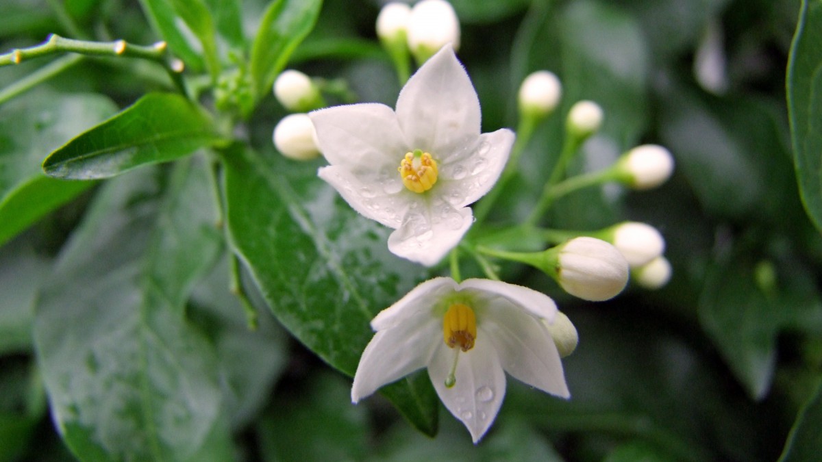 芳香扑鼻的茉莉花图片(1/9)