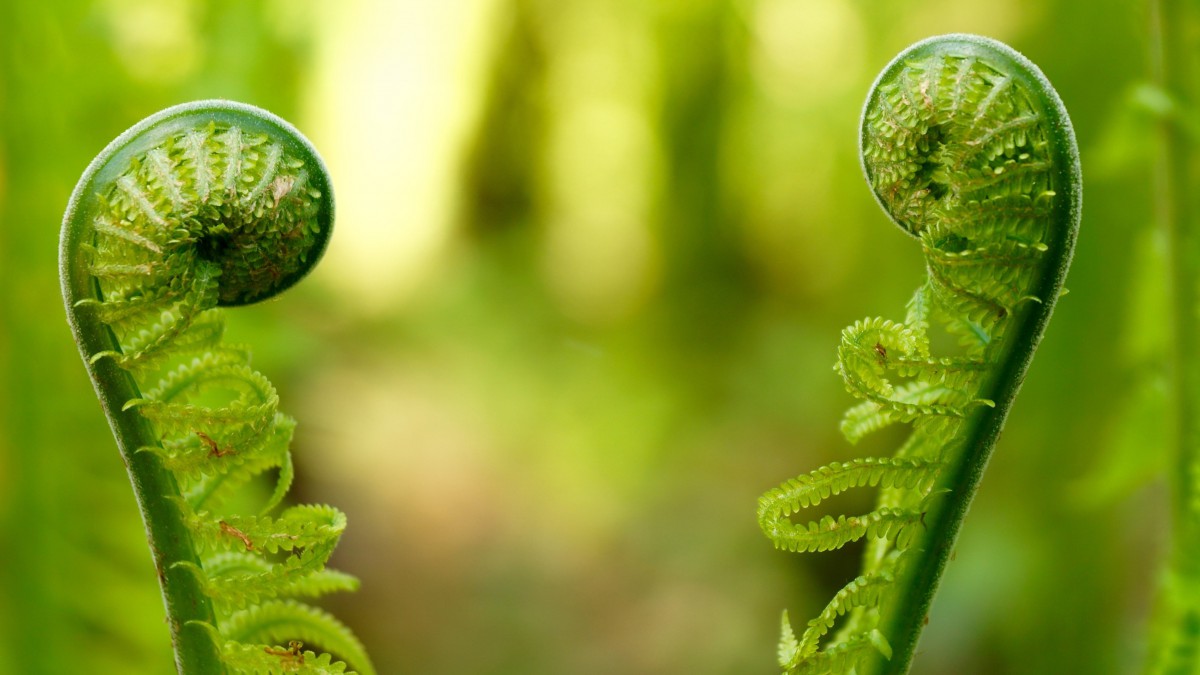 高清蕨菜嫩芽图片1011