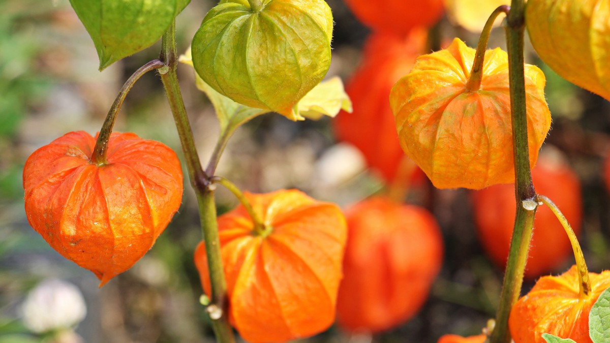 野生灯笼草图片(1/11)