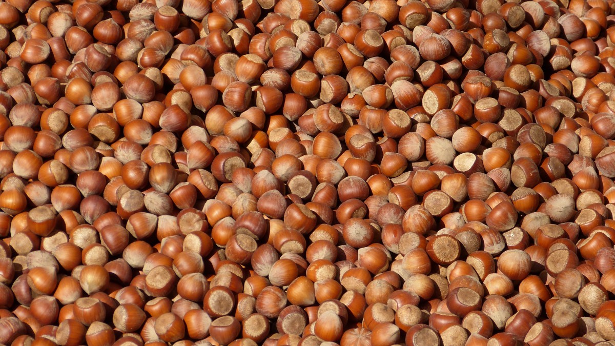 高清坚果榛子图片(7/16)