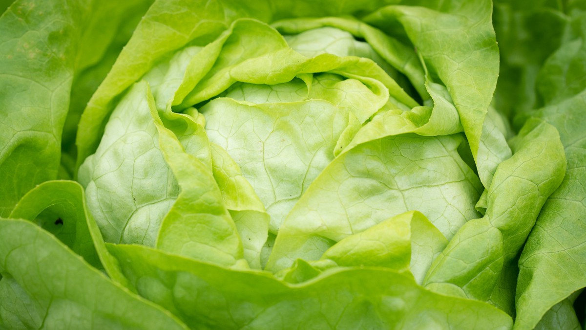 绿色新鲜的生菜图片-花卉壁纸-高清花卉图片-第13图-娟娟壁纸
