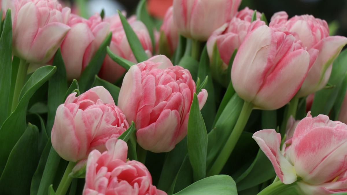 颜色鲜艳的郁金香图片1013