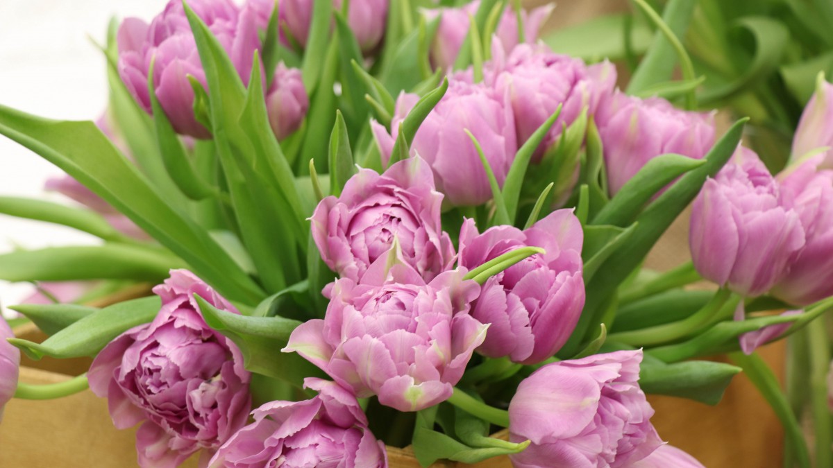 颜色鲜艳的郁金香图片613