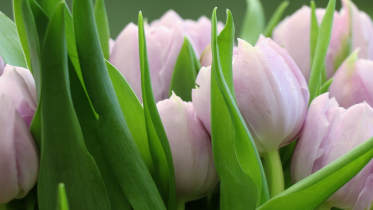 颜色鲜艳的郁金香图片-花卉壁纸-高清花卉图片-第7图-娟娟壁纸