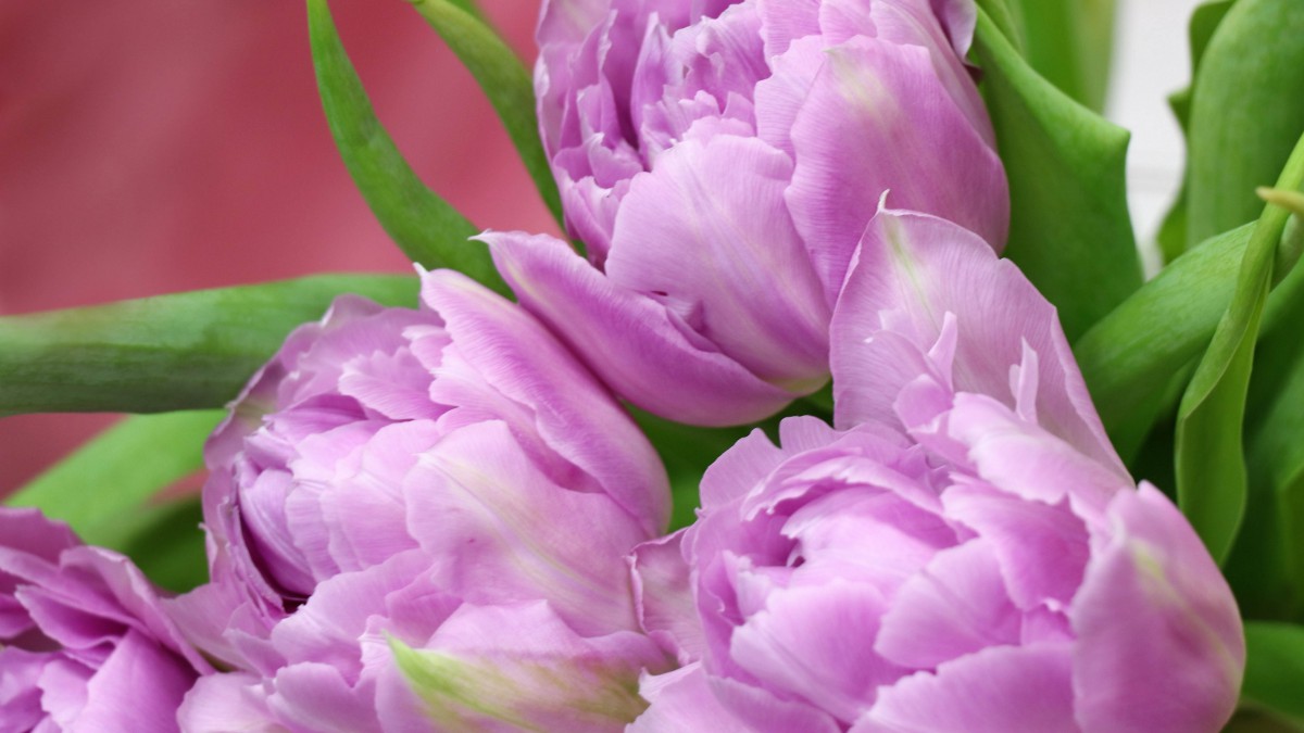 颜色鲜艳的郁金香图片-花卉壁纸-高清花卉图片-第8图-娟娟壁纸