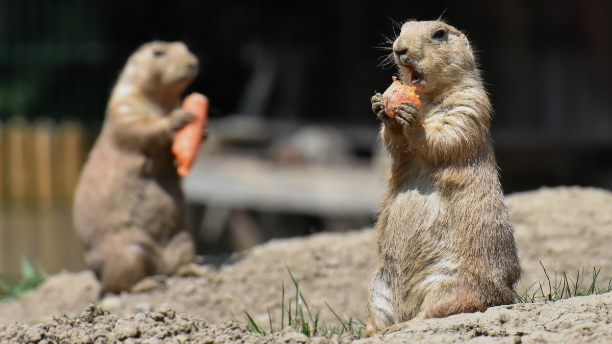 野生土撥鼠圖片-動物壁紙-高清動物圖片-第5圖-娟娟壁紙