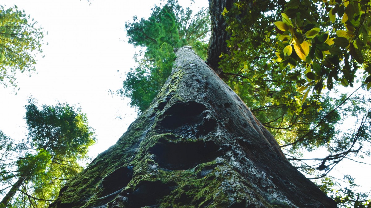 美國紅木林國家公園圖片-風景壁紙-高清風景圖片-第4圖-娟娟壁紙