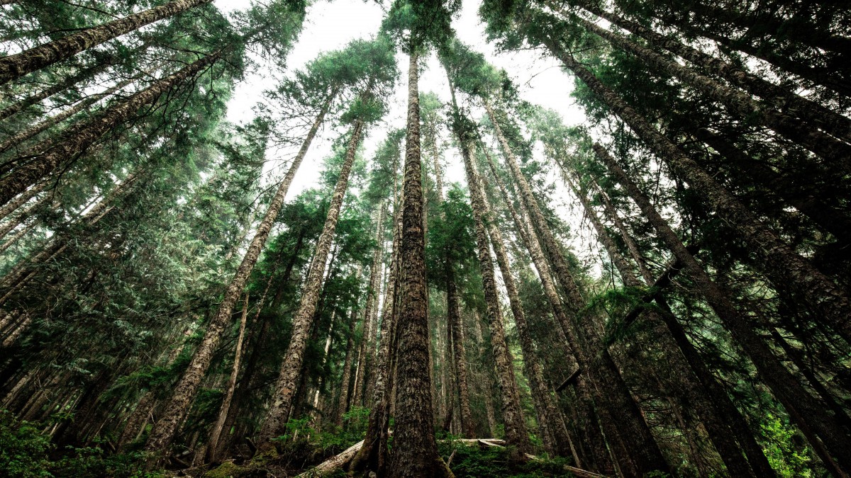 美国红木林国家公园图片911