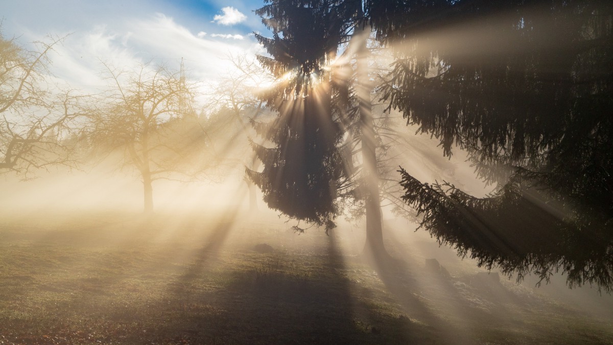 清晨小树林的薄雾图片1212