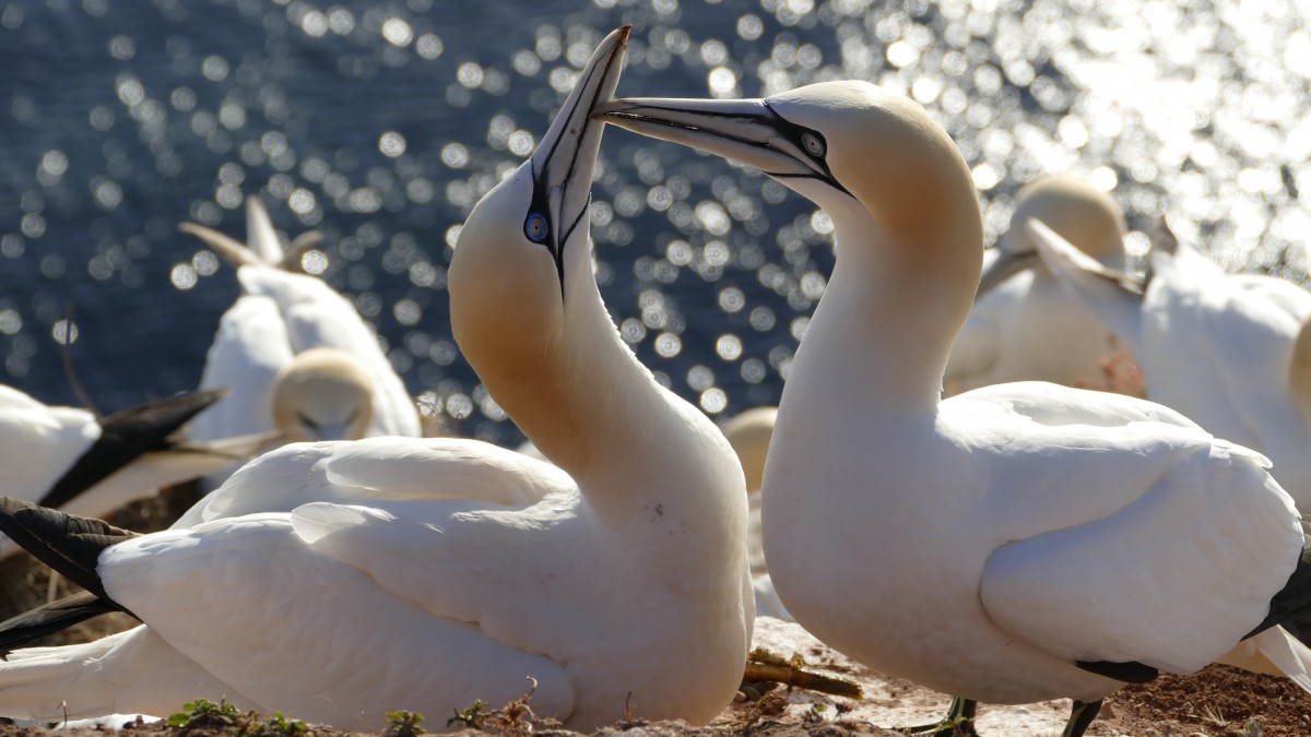 北方塘鹅图片(2/12)