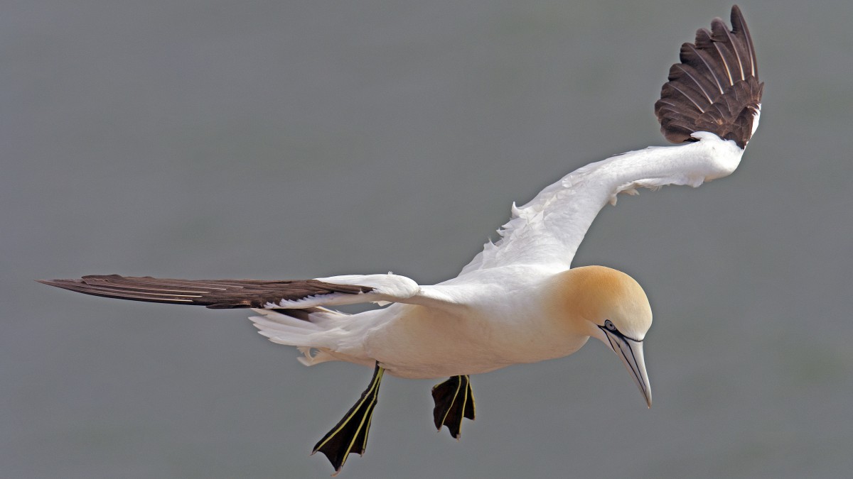 北方塘鹅图片(9/12)