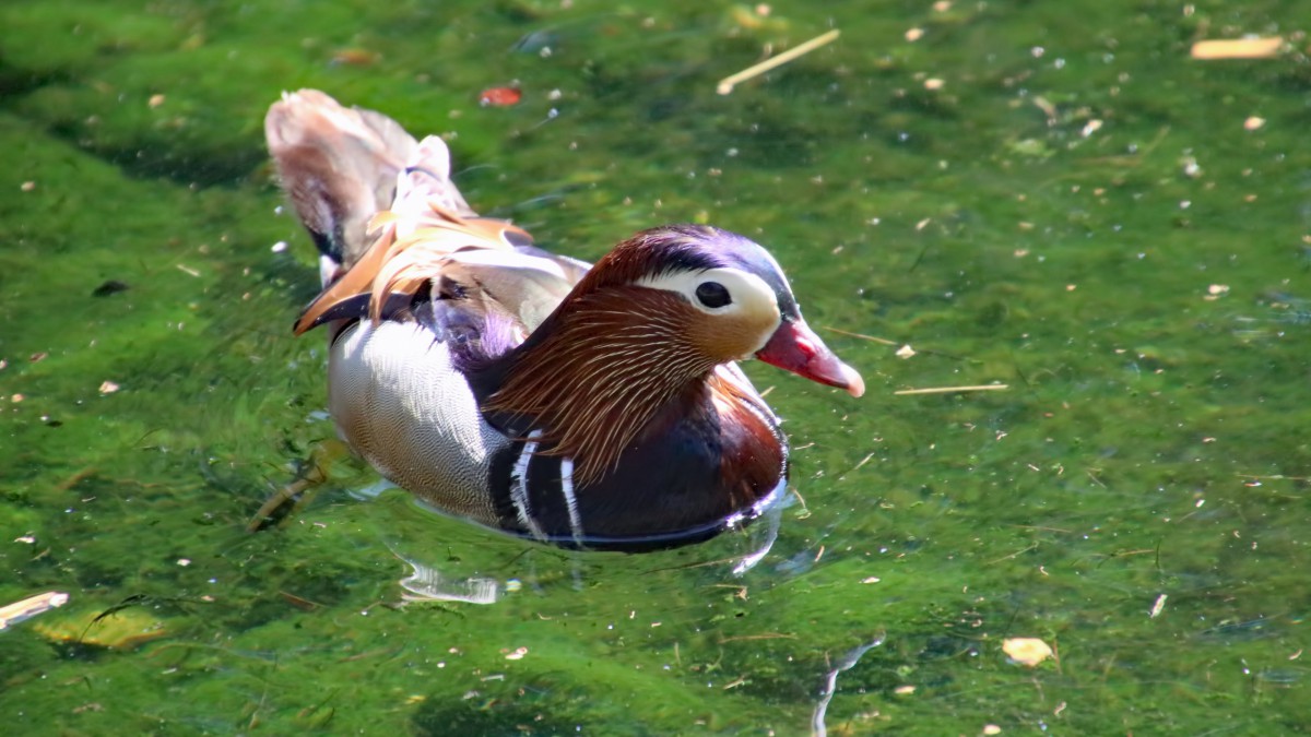 鸳鸯图片大全大图-动物壁纸-高清动物图片-第4图-娟娟壁纸