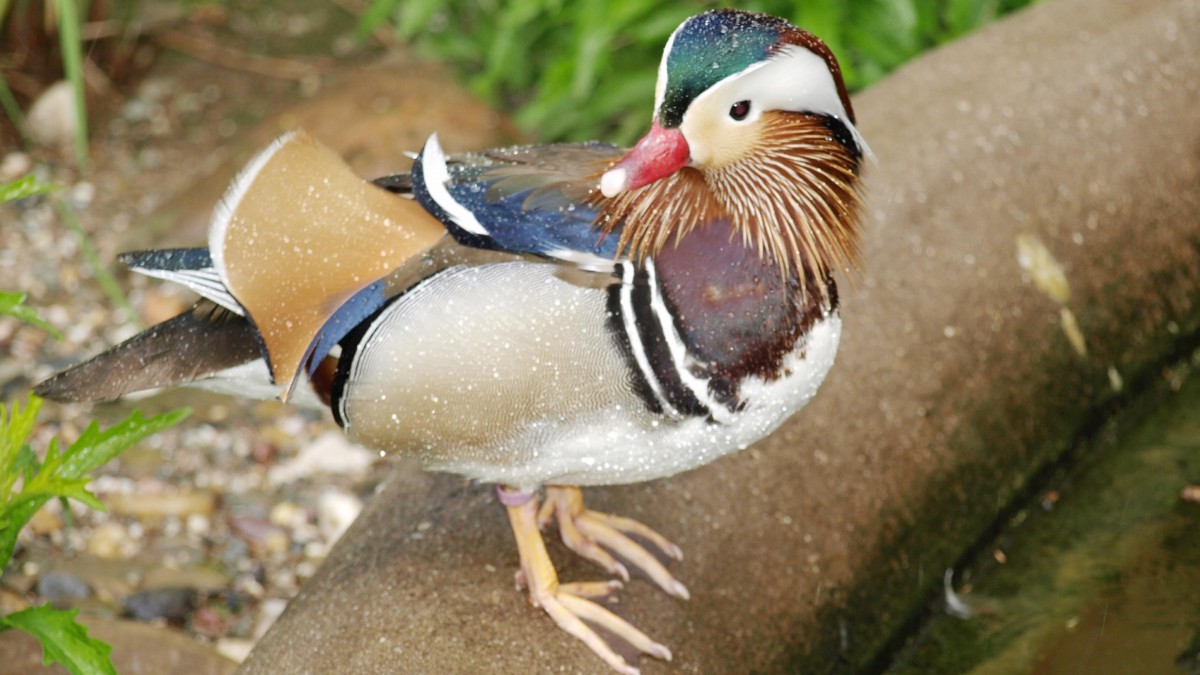 鸳鸯图片大全大图-动物壁纸-高清动物图片-第6图-娟娟壁纸