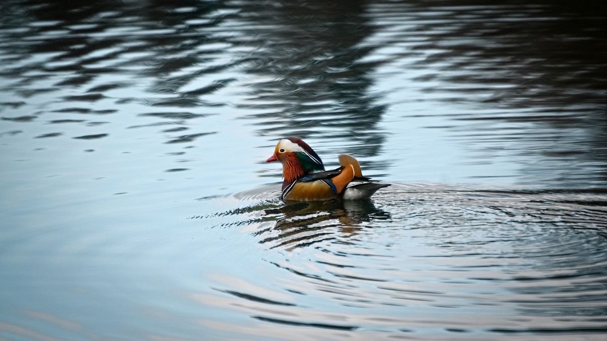 鸳鸯图片大全大图-动物壁纸-高清动物图片-第7图-娟娟壁纸