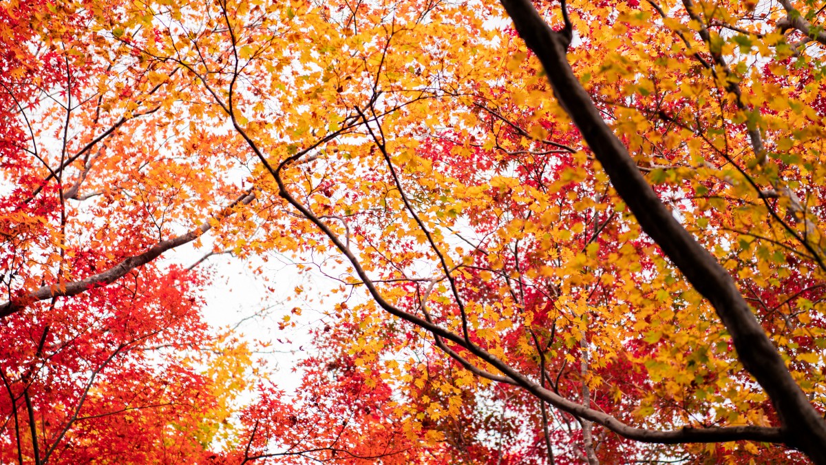 日本京都枫叶红叶图片 花卉壁纸 高清花卉图片 娟娟壁纸