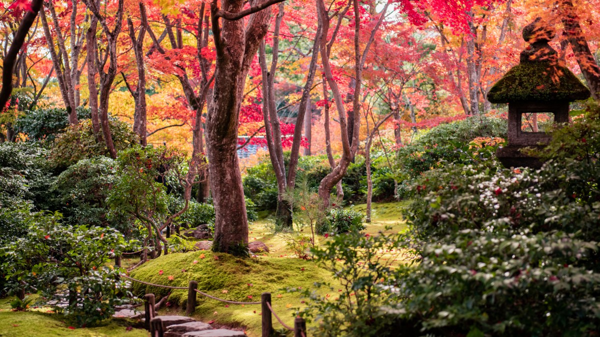 日本京都枫叶红叶图片-花卉壁纸-高清花卉图片-第3图-娟娟壁纸