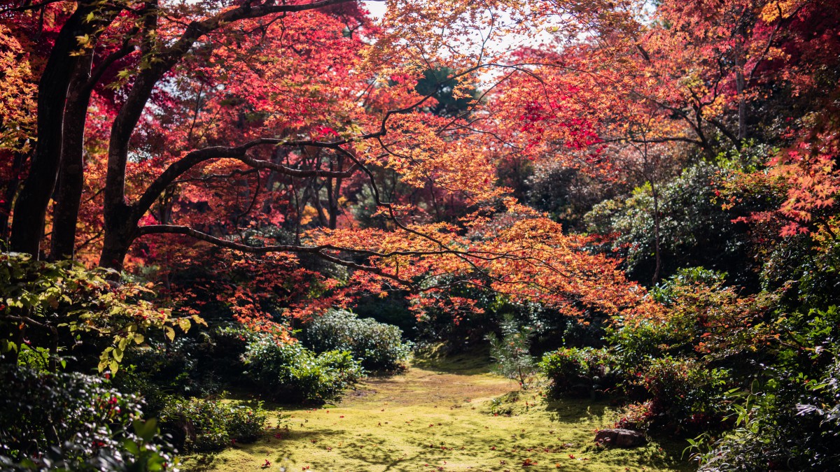 日本京都枫叶红叶图片 花卉壁纸 高清花卉图片 第5图 娟娟壁纸