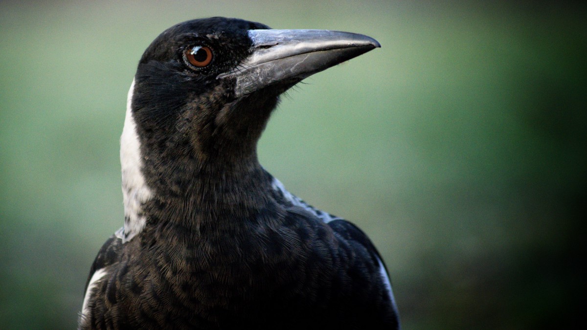 喜鹊图片大全大图314