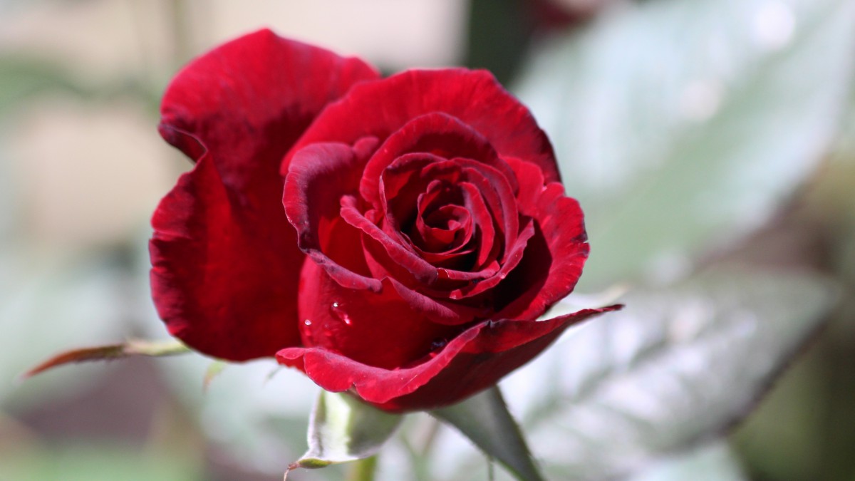 高清红玫瑰花图片1114