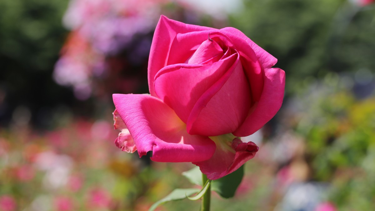 高清红玫瑰花图片-花卉壁纸-高清花卉图片-第7图-娟娟壁纸