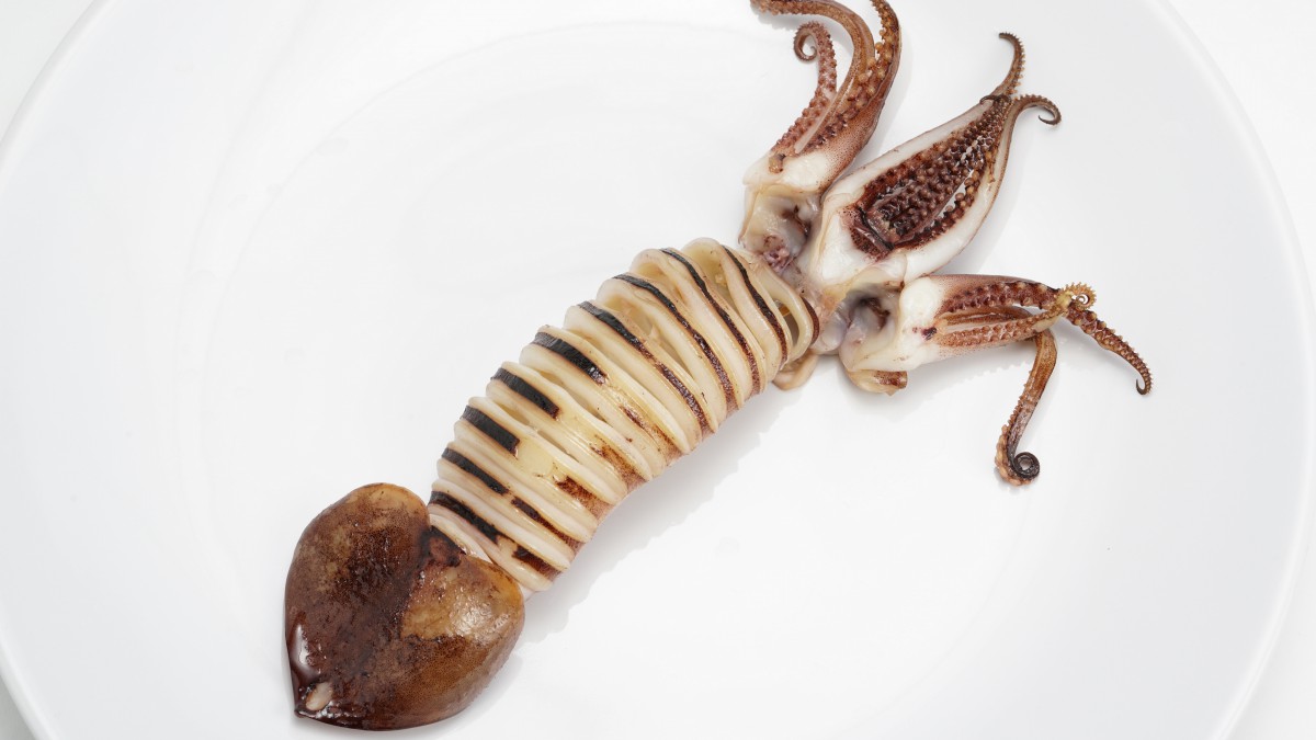 高清鱿鱼图片大全1315