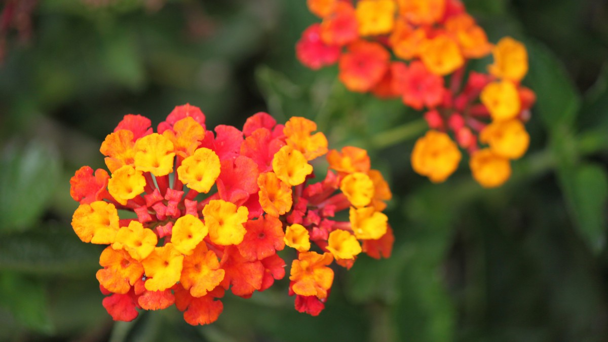 马缨丹图片大全(1/14)