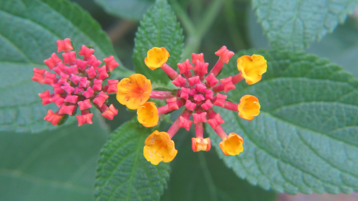 马缨丹图片大全1214