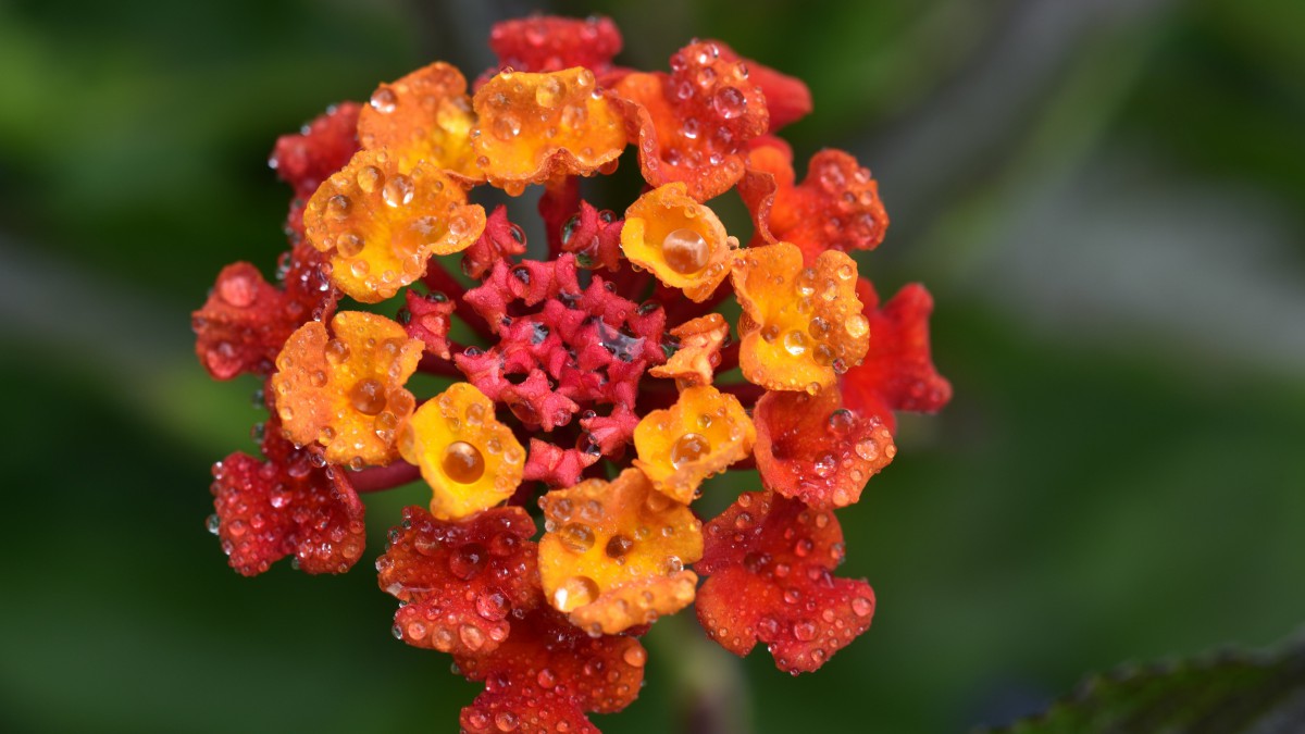 马缨丹图片大全(13/14)