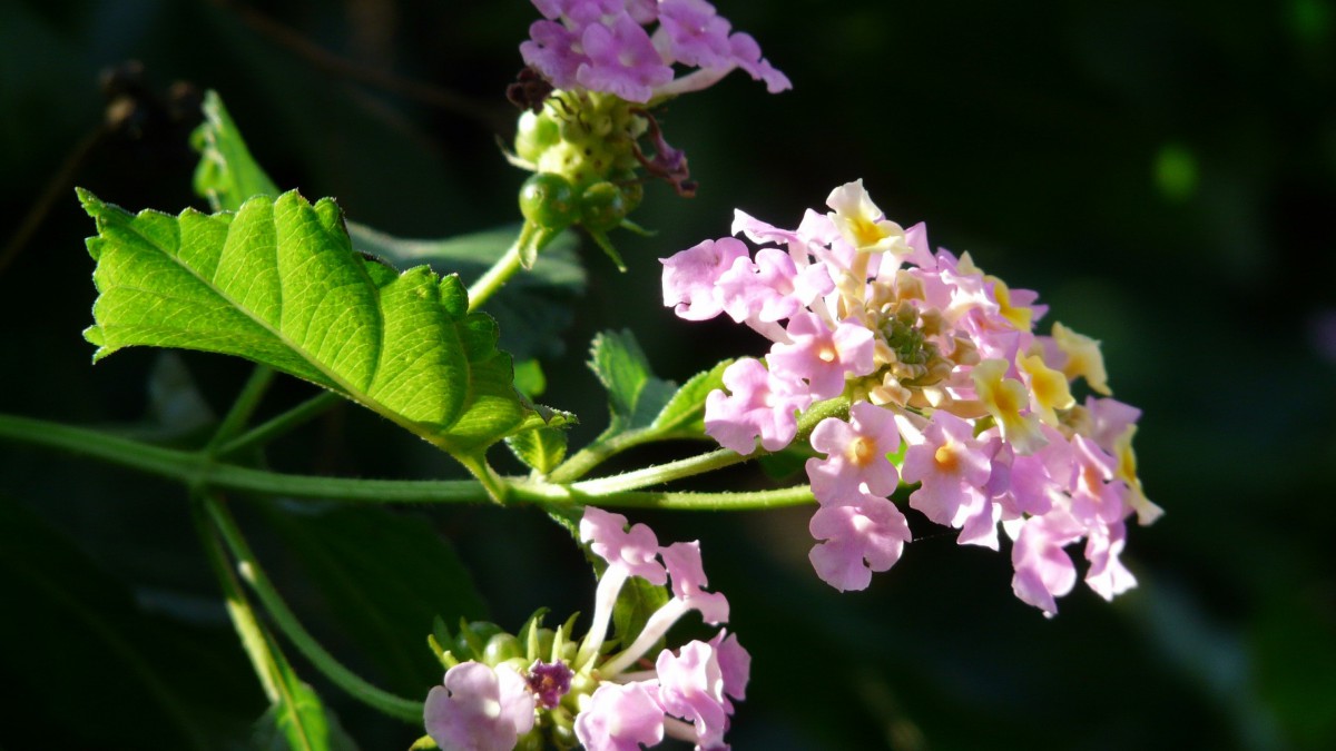 马缨丹图片大全(7/14)