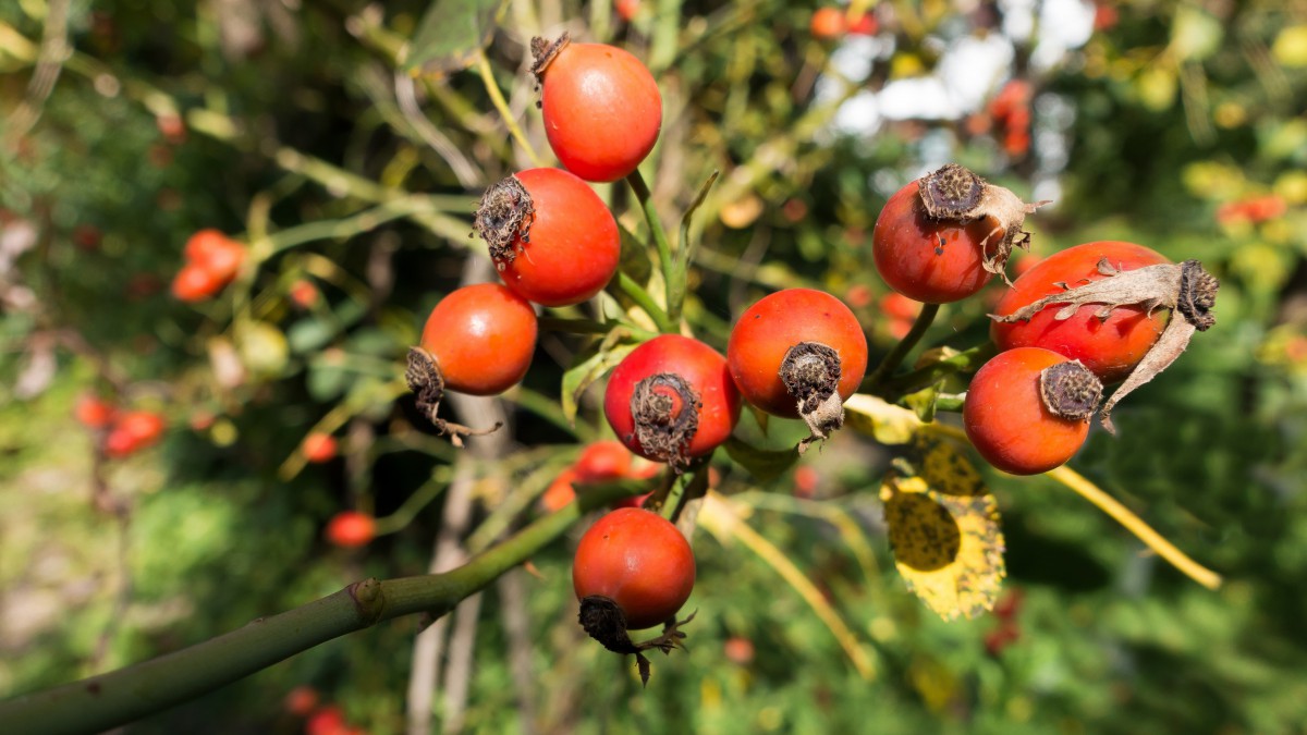 红的人的玫瑰果图片1214