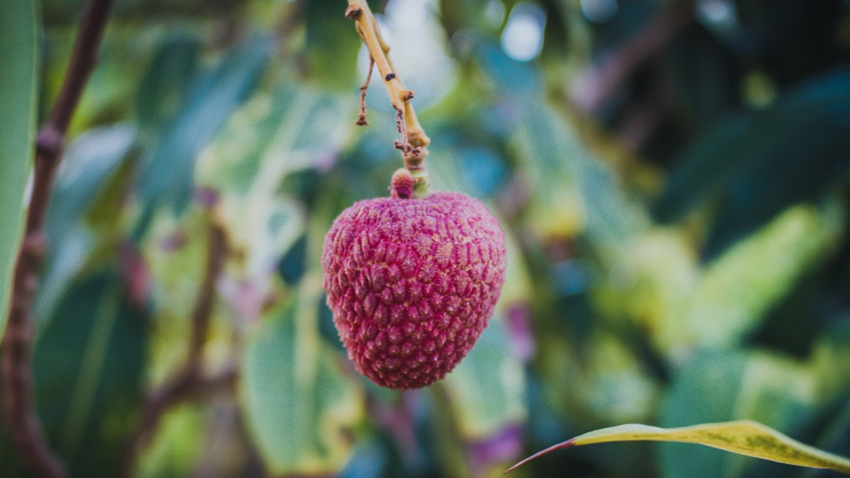 桌面壁紙 花卉 水果蔬菜 > 高清新鮮荔枝圖片壁紙分辨率:(3840x2160))