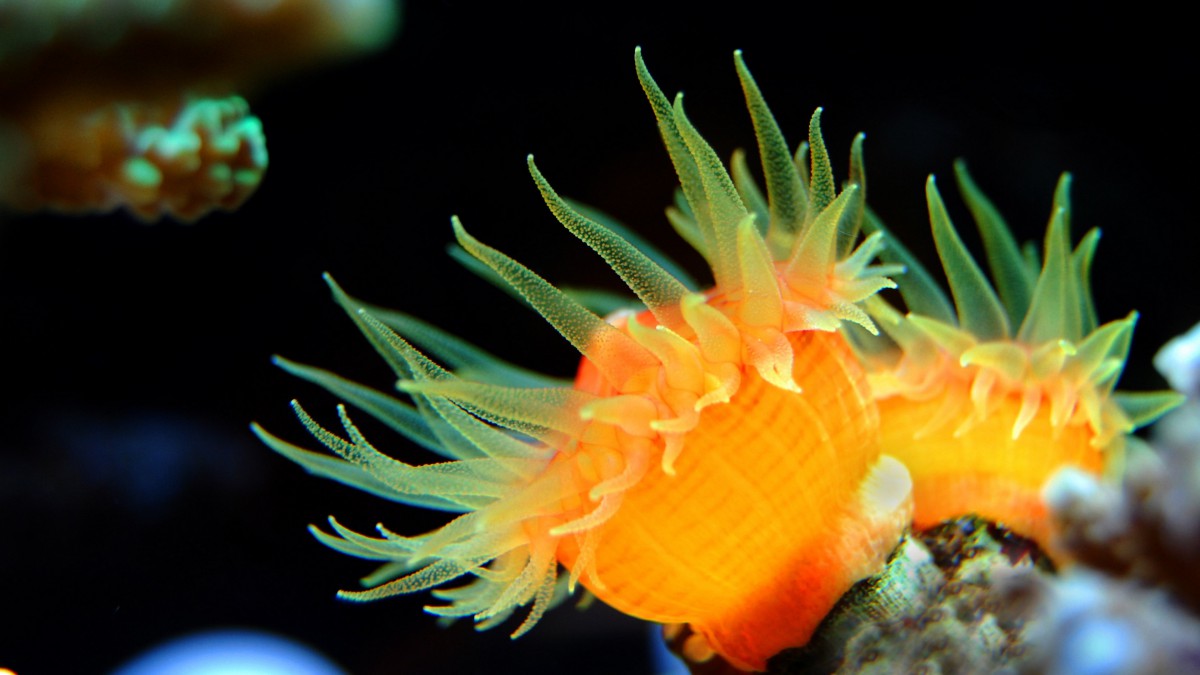 色彩丰富的珊瑚图片-动物壁纸-高清动物图片-第9图-娟娟壁纸