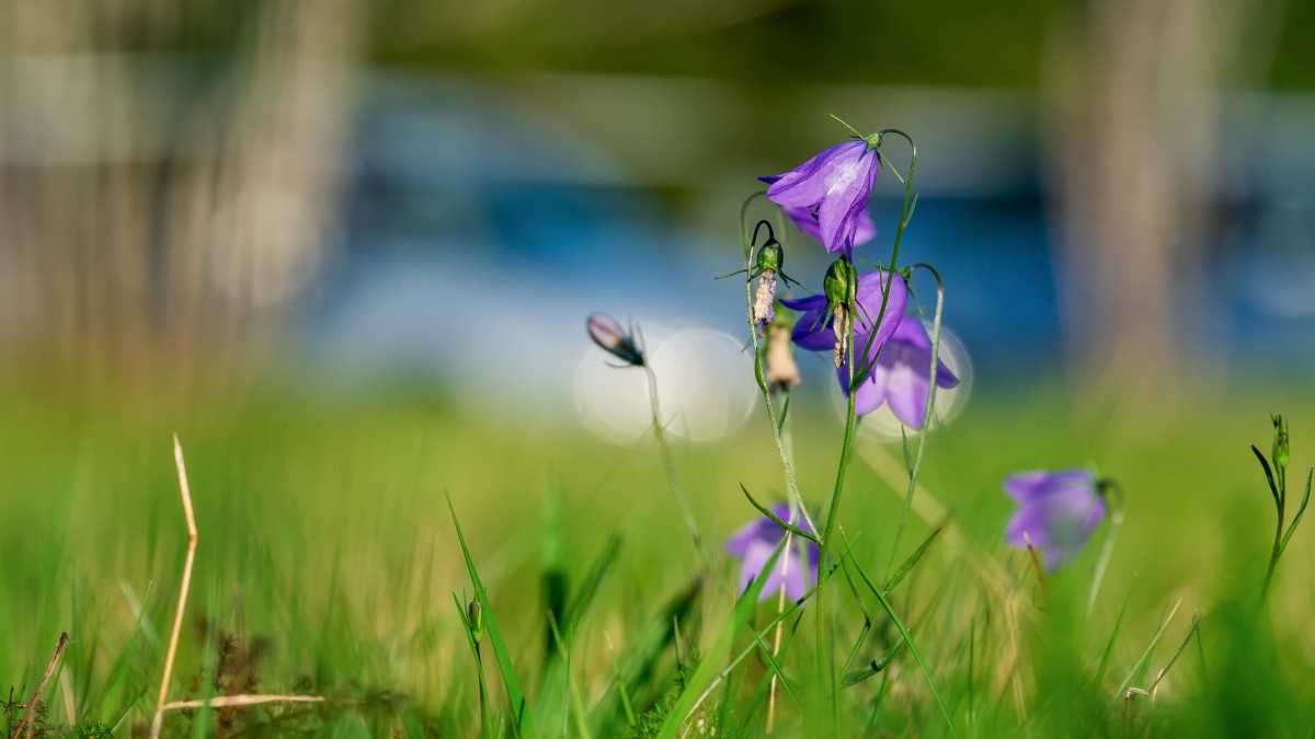 桔梗花图片大全 花卉壁纸 高清花卉图片 第3图 娟娟壁纸