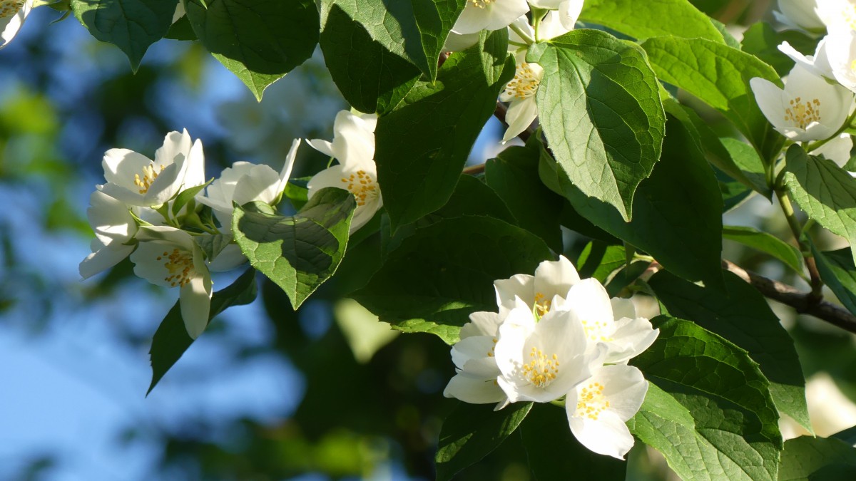 香气扑鼻的茉莉花图片312