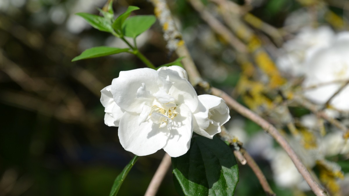 香氣撲鼻的茉莉花圖片-花卉壁紙-高清花卉圖片-第6圖-娟娟壁紙