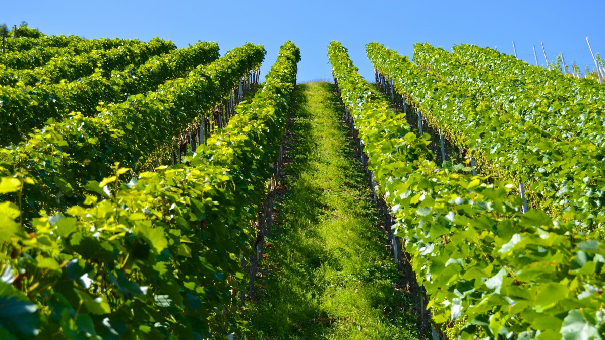 高清葡萄园风景图片314