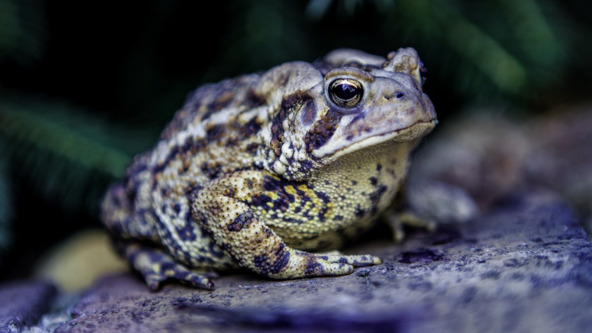 五毒蟾蜍图片大全-动物壁纸-高清动物图片-第8图-娟娟壁纸