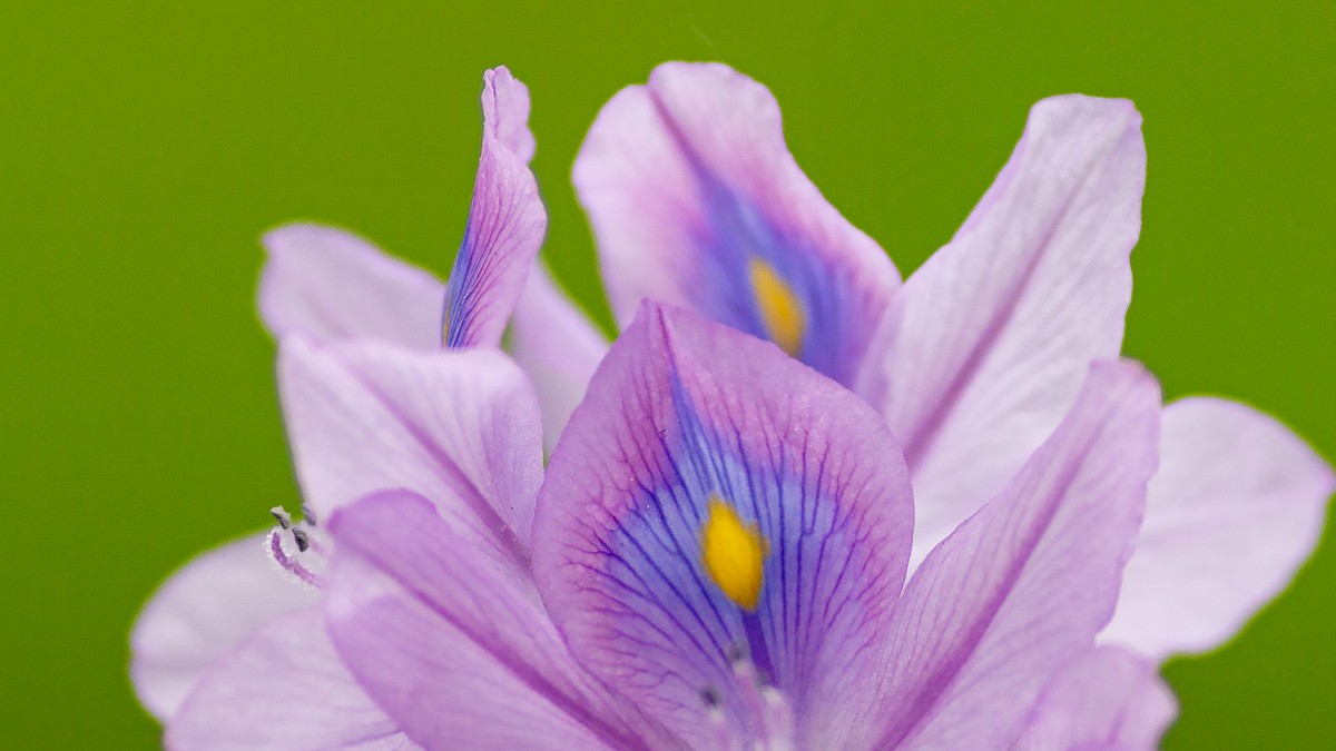 桌面壁紙 花卉 鮮花特寫 > 雨久花圖片顯示:√欣賞模式 全屏模式 上