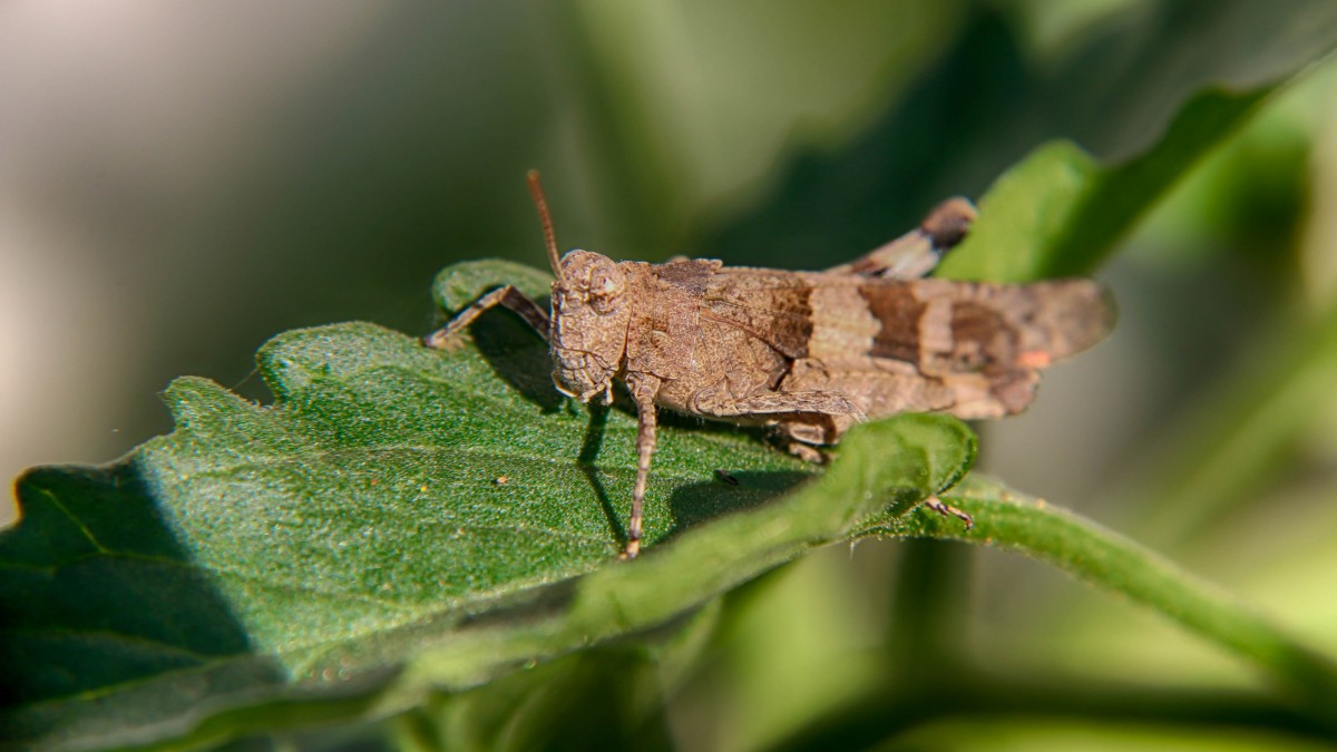 昆虫蚱蜢图片(9/14)