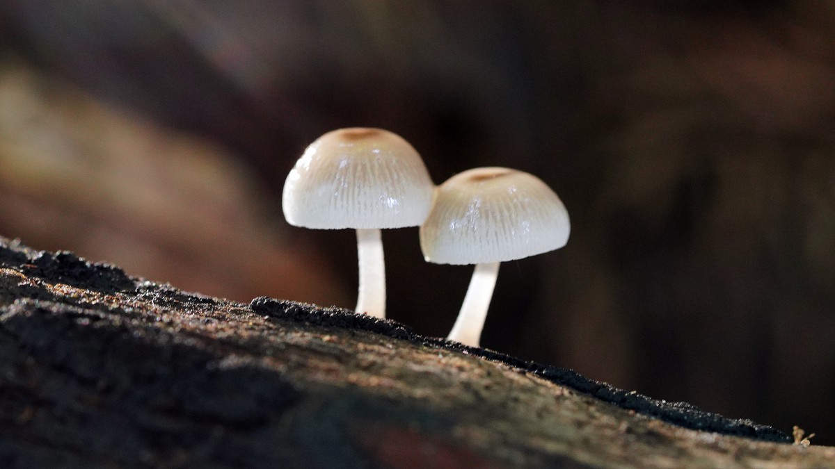森林里的野生蘑菇图片-花卉壁纸-高清花卉图片-第12图-娟娟壁纸