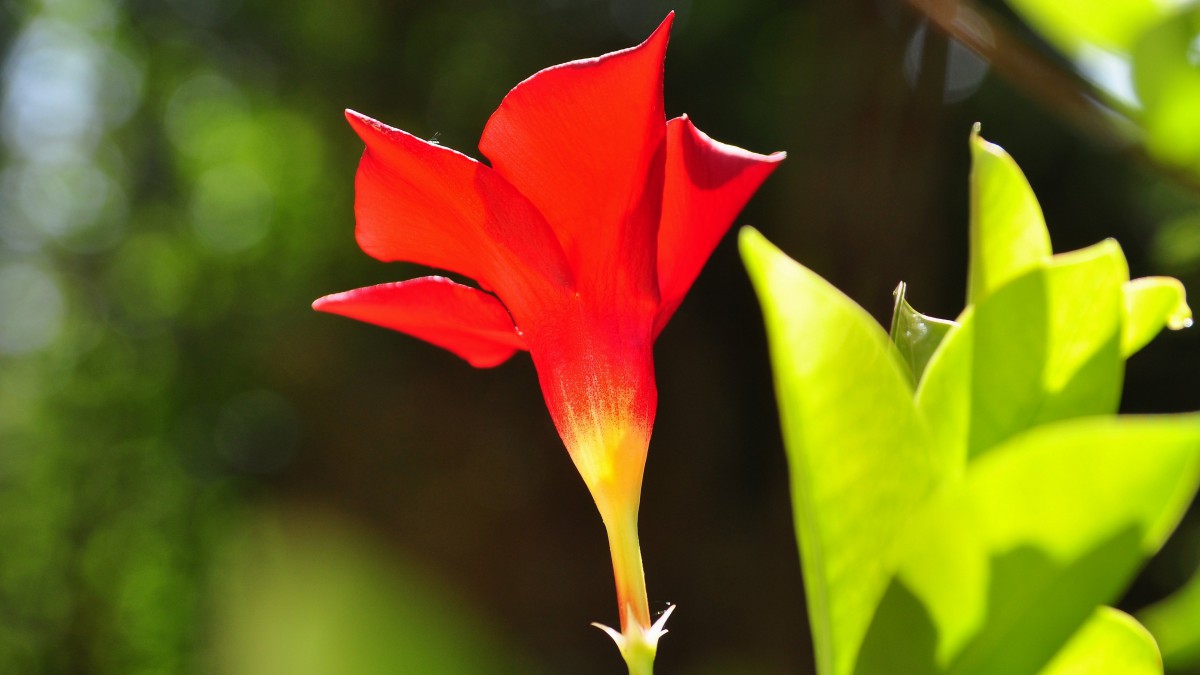 红蝉花图片(1/13)