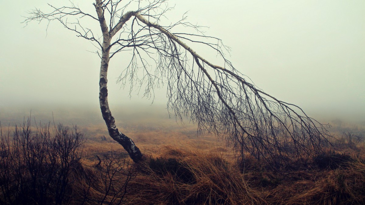 地沼泽风景图片1013