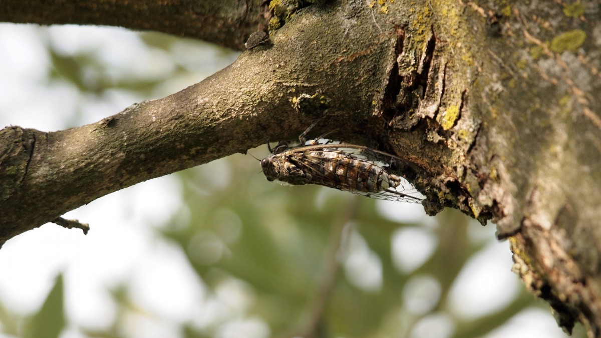 夏日的蝉图片(8/16)