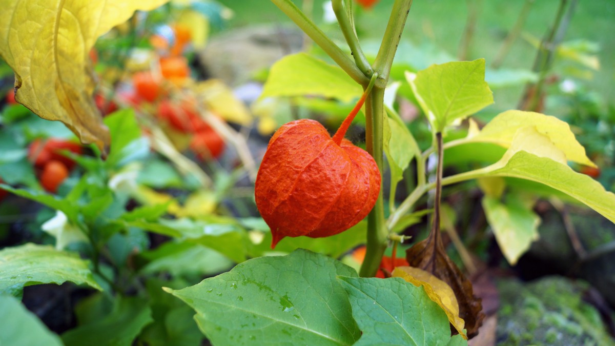 红色酸浆图片大全214