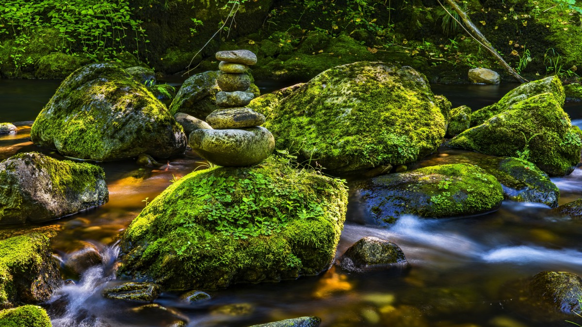 苔藓图片大全大图1114