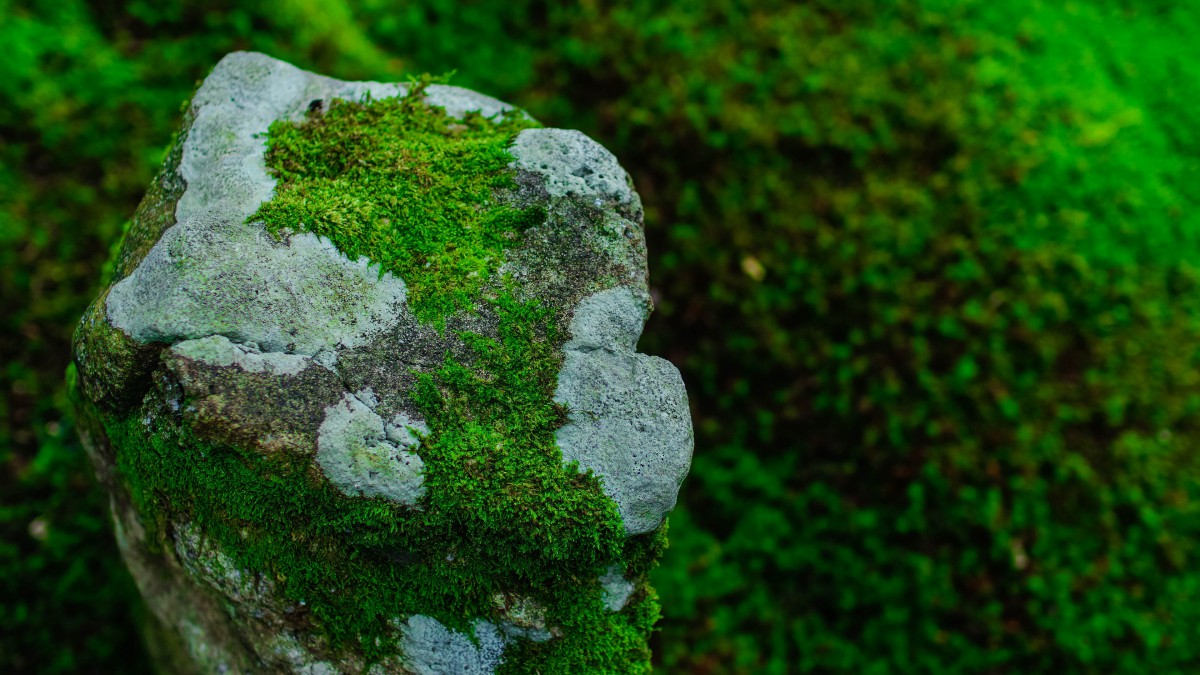 苔藓图片大全大图-花卉壁纸-高清花卉图片-第14图-娟娟壁纸