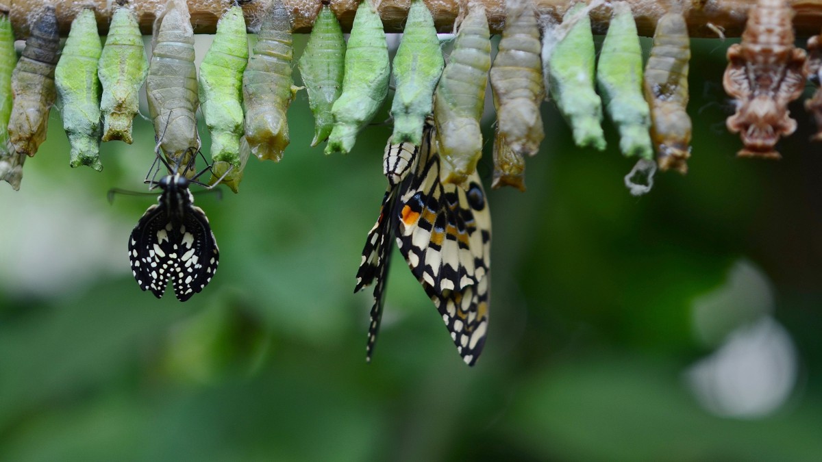 蝴蝶茧图片大全1215