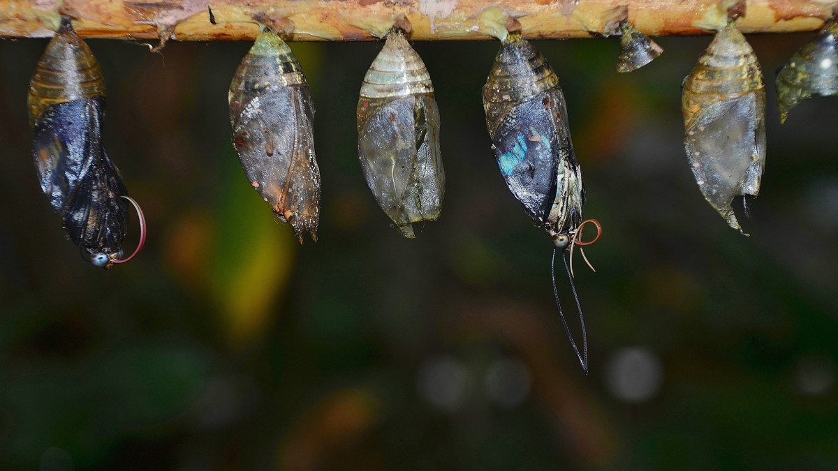 桌面壁纸 动物 蝴蝶昆虫 > 蝴蝶茧图片大全壁纸分辨率