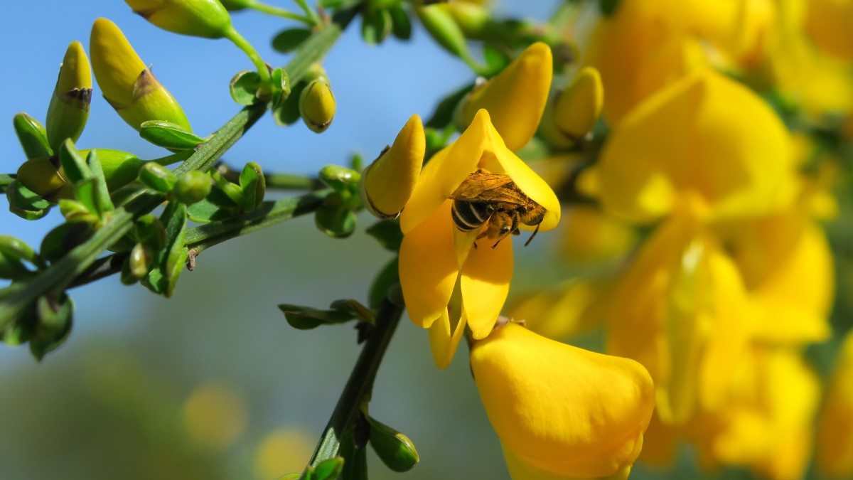 黄色金雀花图片314