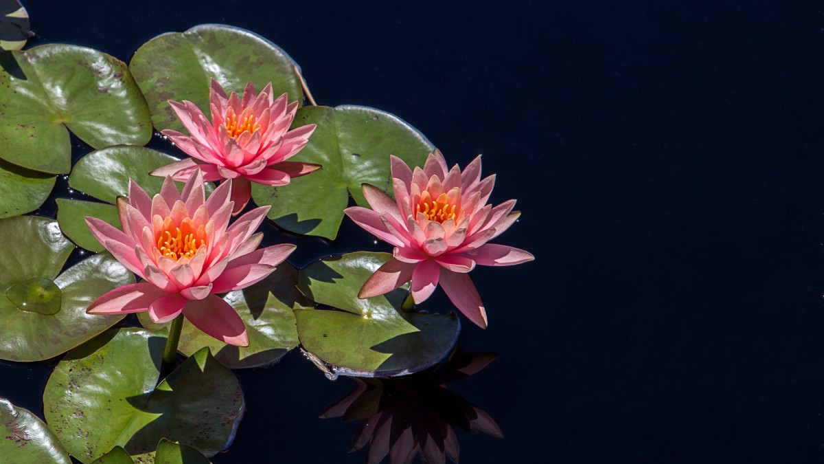 池塘里优雅的睡莲图片1515